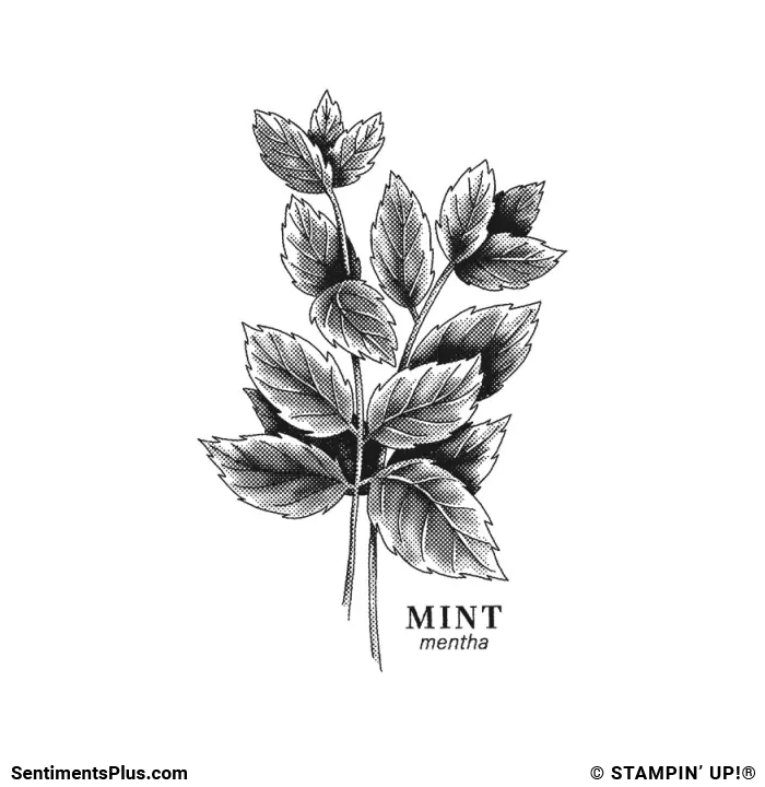 Mint