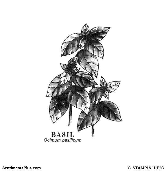 Basil