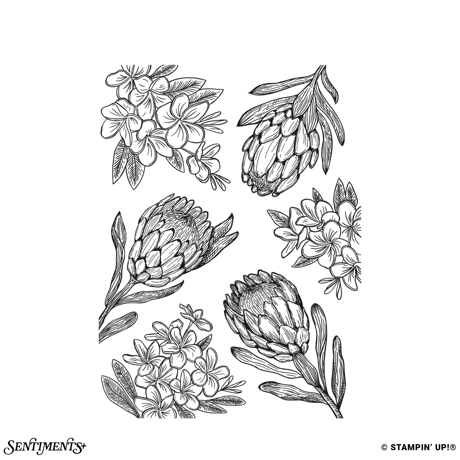 Petal Arrangements Stamp Set: ©Stampin' Up!®